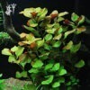 Ludwigia Repens (1 tallo)