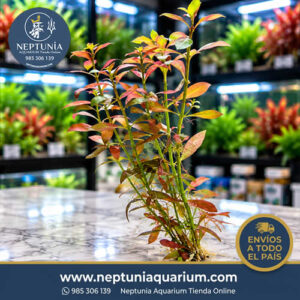 Ludwigia Repens (8-9 cm - 1 tallo)