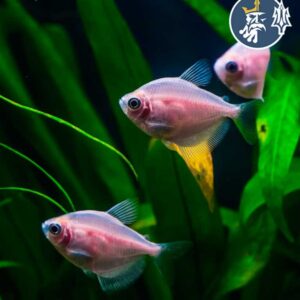 Monjas Blancas (3-3.5cm)