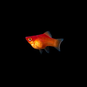 Platys Balon (Naranja)