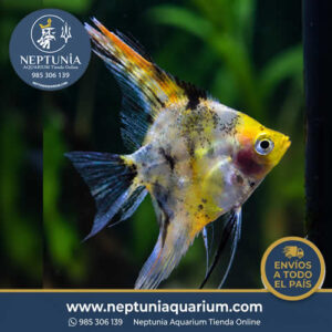 Escalar Red Devil KOI (Ancla 4-5cm)