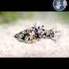 Molly Normal Dalmata