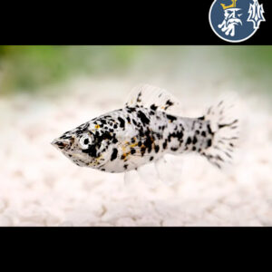 Molly Normal Dalmata