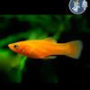 Molly Normal Naranja