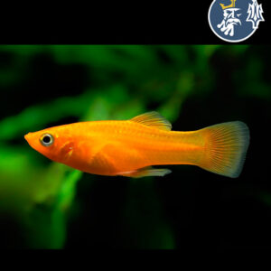 Molly Normal Naranja
