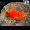 Platys Balloon (Naranja)