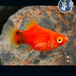 Platys Balloon (Naranja)