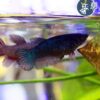 Betta Comercial (hembra)