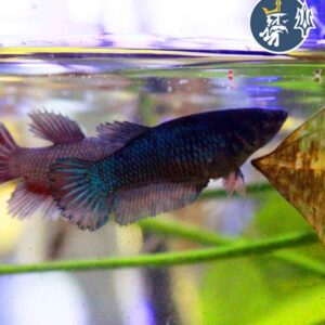 Betta Comercial (hembra)