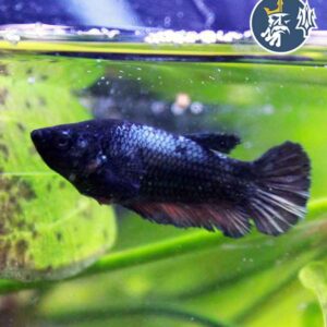 Betta Comercial (hembra)