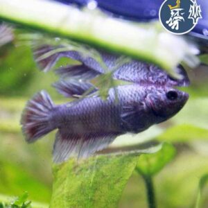 Betta Comercial (hembra)