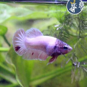 Betta Comercial (hembra)