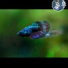 Betta Comercial (hembra)