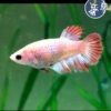 Betta Comercial (hembra)