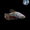 Betta Comercial (hembra)