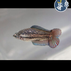 Betta Comercial (hembra) (copia)