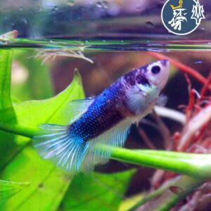 Betta Comercial (hembra)