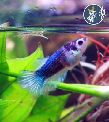 Betta Comercial (hembra)