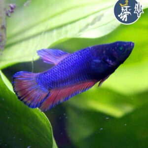 Betta Comercial (hembra)