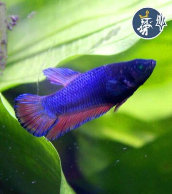 Betta Comercial (hembra)