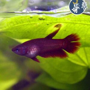 Betta Comercial (hembra)