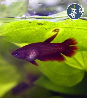 Betta Comercial (hembra)