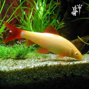 Labeo Albino