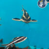 Platydoras costatus - Raffle (4-5cm)