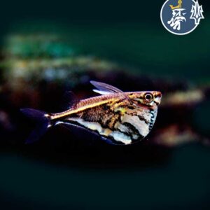Strigata (Hacha)