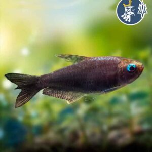 Tetra Emperador Negro (Nematobrycon Palmeri Black)