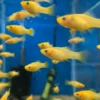 Platys Banana