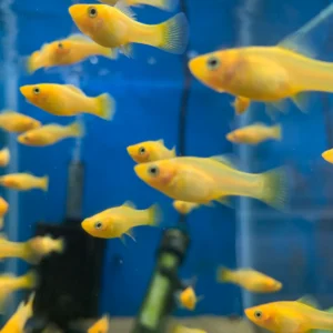 Platys Banana