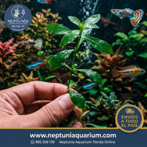 Hygrophila polysperma (1 tallo)