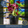 Lobelia Cardinalis (1 Tallo - En vaso plástico + Sistema de hidroponía)