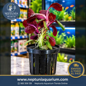 Lobelia Cardinalis (1 Tallo - En vaso plástico + Sistema de hidroponía)