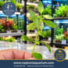 Hygrophila polysperma (1 tallo)
