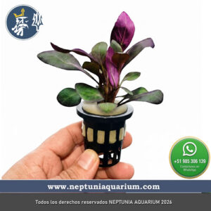 Lobelia Cardinalis (1 Tallo - En vaso plástico + Sistema de hidroponía)