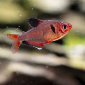 Tetra Serpae