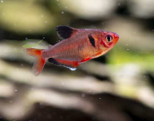 Tetra Serpae