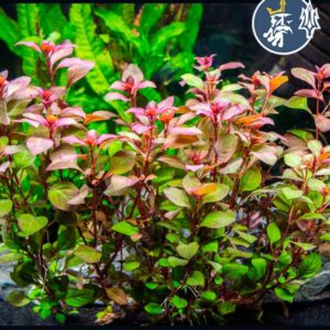 Ludwigia “Mini Red Diamond”
