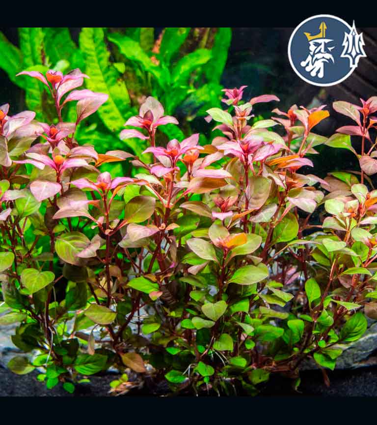 mini-ludwigia-red-diamond