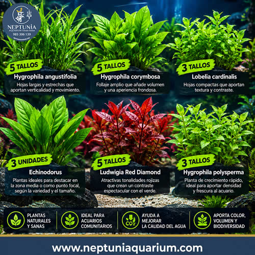 pack de plantas 6 especies