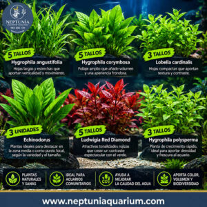 Pack de Plantas (24 tallos)