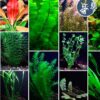 Pack de Plantas (29 tallos)