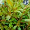 Alternanthera Reineckii "Roseafolia" (1 Tallo)
