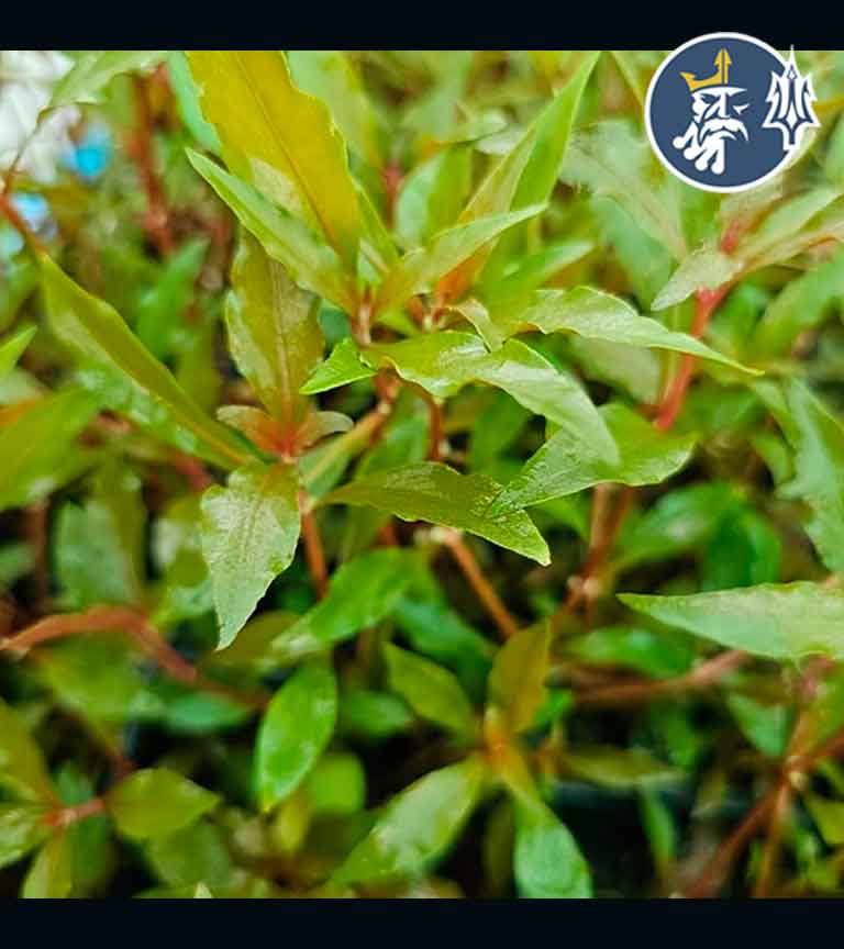 ALTERNANTHERA-REINECKII