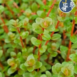 Ammania Gracilis (1 tallo)