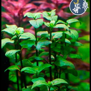 Racmella Repens (1 tallo)