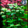 Racmella Repens (1 tallo)