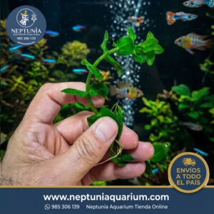Bacopa Caroliniana (1 tallo)